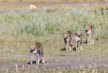 Tawana Camp: Gepardenformation