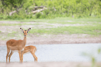 The Hide: Walking Safari