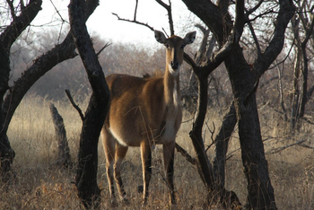 The Kipling Lodge: Nilgai-Antilope
