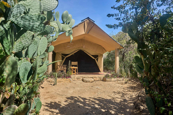 Tindiga Tented Camp: Entspannungsbereich mit Direktorstühlen und Kakteen