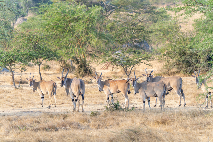 Mihingo Lodge