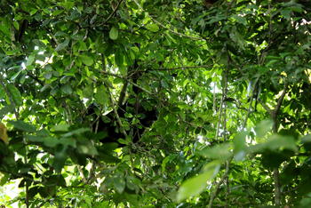 Volcanoes Kyambura Gorge Lodge: Zwischen Blättern