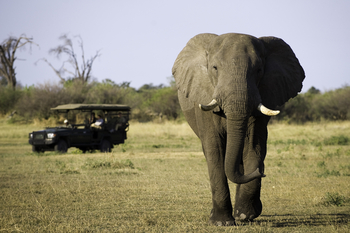 Zarafa Camp: Elefantenbulle