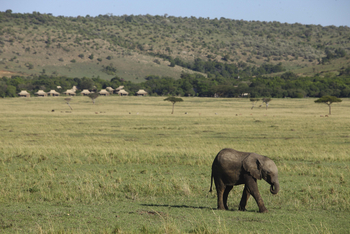 andBeyond Kichwa Tembo Tented Camp: Baby Elephant
