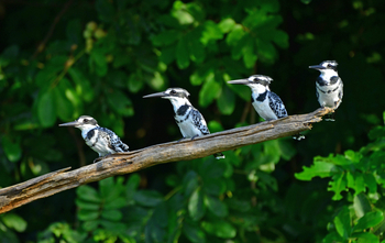 Anyadwe House: Pied Kingfishers