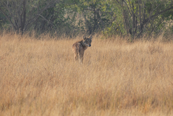 Blackbuck Safari Lodge: Indischer Wolf