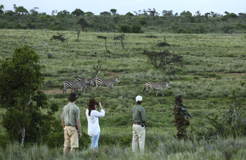 Borana Lodge Borana Lodge: Zebragruppe beobachten