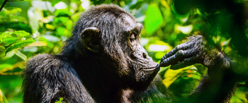 Budongo Eco Lodge: Schimpanse