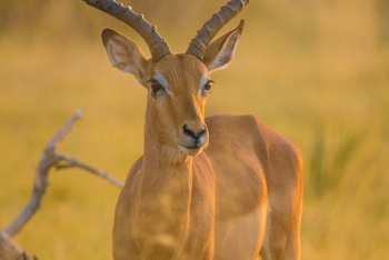 Chief's Island: Impala