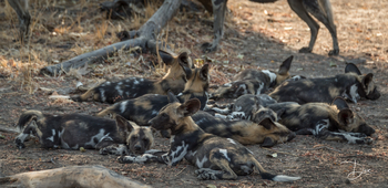 Chikunto Safari Lodge Chikunto Safari Lodge: Wildhundrudel