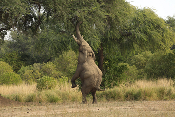 Chitake Mobile Camp Chitake Mobile Camp: Elefant auf zwei Beinen