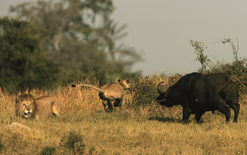 Duba Explorers Camp: Auf der Jagd