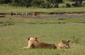 Elewana Elephant Pepper Camp Elewana Elephant Pepper Camp: Löwenbegegnung
