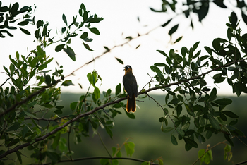 Elewana Serengeti Migration Camp: Weißbrauenrötel auf einem Ast