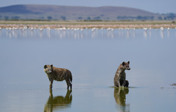 Elewana Tortilis Camp: Hyänen in einer Lagune