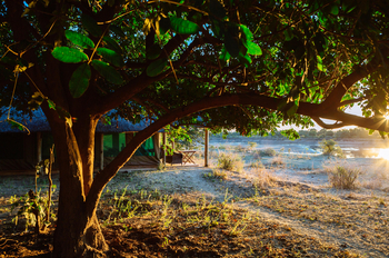 Flatdogs Camp: Lage zwischen Bäumen