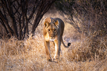 Gham Dhao Lodge Gham Dhao Lodge: Löwin