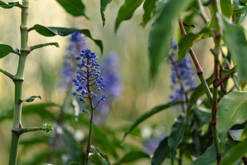 Gibb's Farm: Pflanzen