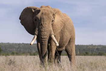 Governors' Mugie: Elefantenbulle