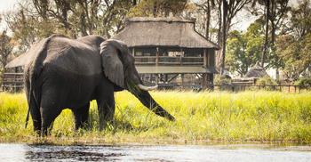 Gunn's Camp: Elefant vor dem Camp