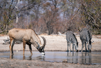 King's Pool Camp King's Pool Camp: Zebras und Säbelantilope