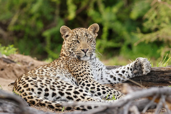 Kwandwe Private Game Reserve: Leopard