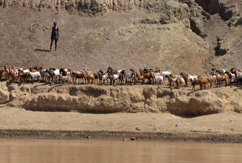 Lale's Camp: Ziegenherde