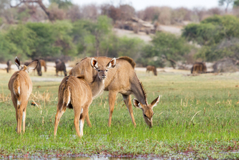 Leroo La Tau Lodge: Kudegruppe