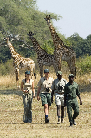 Luangwa Bush Camping Luangwa Bush Camping: Walking Safari