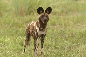 Machaba Camp: Wildhund