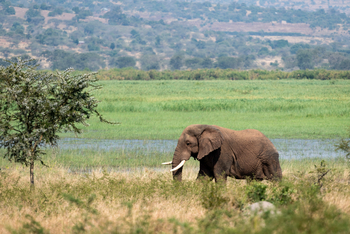 Magashi Camp: Elefant im Sumpf