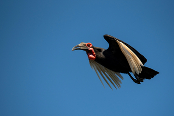 Mana River Camp Mana River Camp: Ground Hornbill in Flight