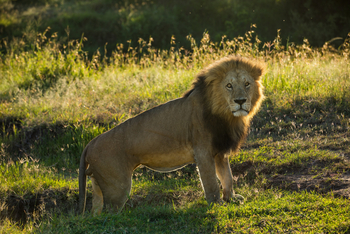 Mara Toto Tree Camp: Männlicher Löwe