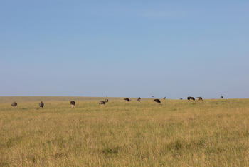 Mara Toto Tree Camp: Strauße