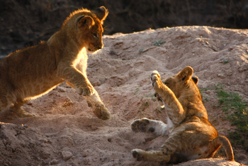 Mukambi Fig Tree Bush Camp: Zwei Löwenjunge beim Spielen