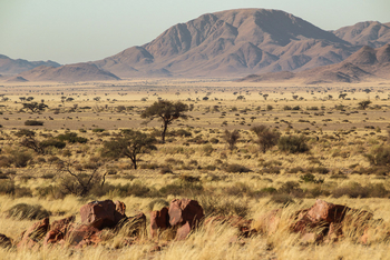 Namib Outpost: Savanne mit spärlicher Vegetation