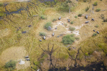 Nxai Pan Camp: Luftbild - Elefantenherde