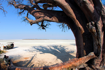 Nxai Pan Camp: Schatten des Baobab