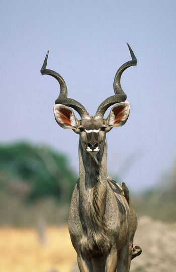Okonjima Plains Camp: Kudu