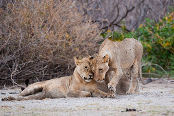 Ol Donyo Lodge: Soziale Löwen