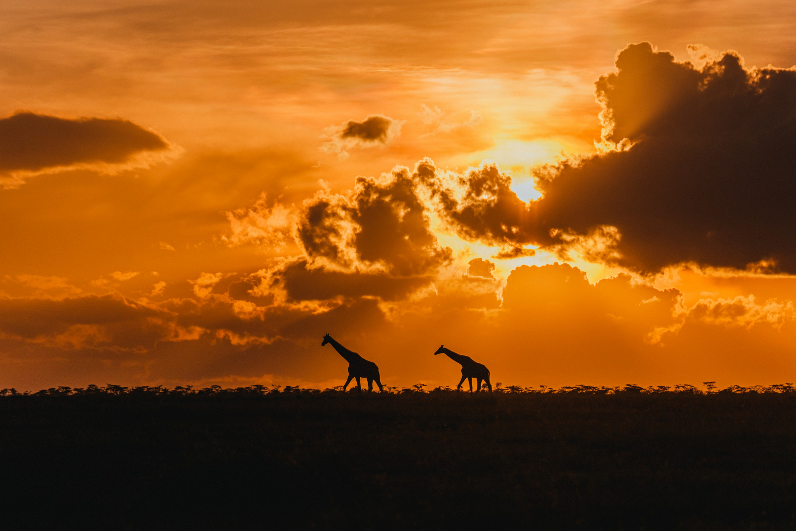 Porini Rhino Camp Porini Rhino Camp: Giraffen