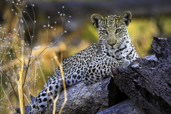 Qorokwe Camp: Leopard