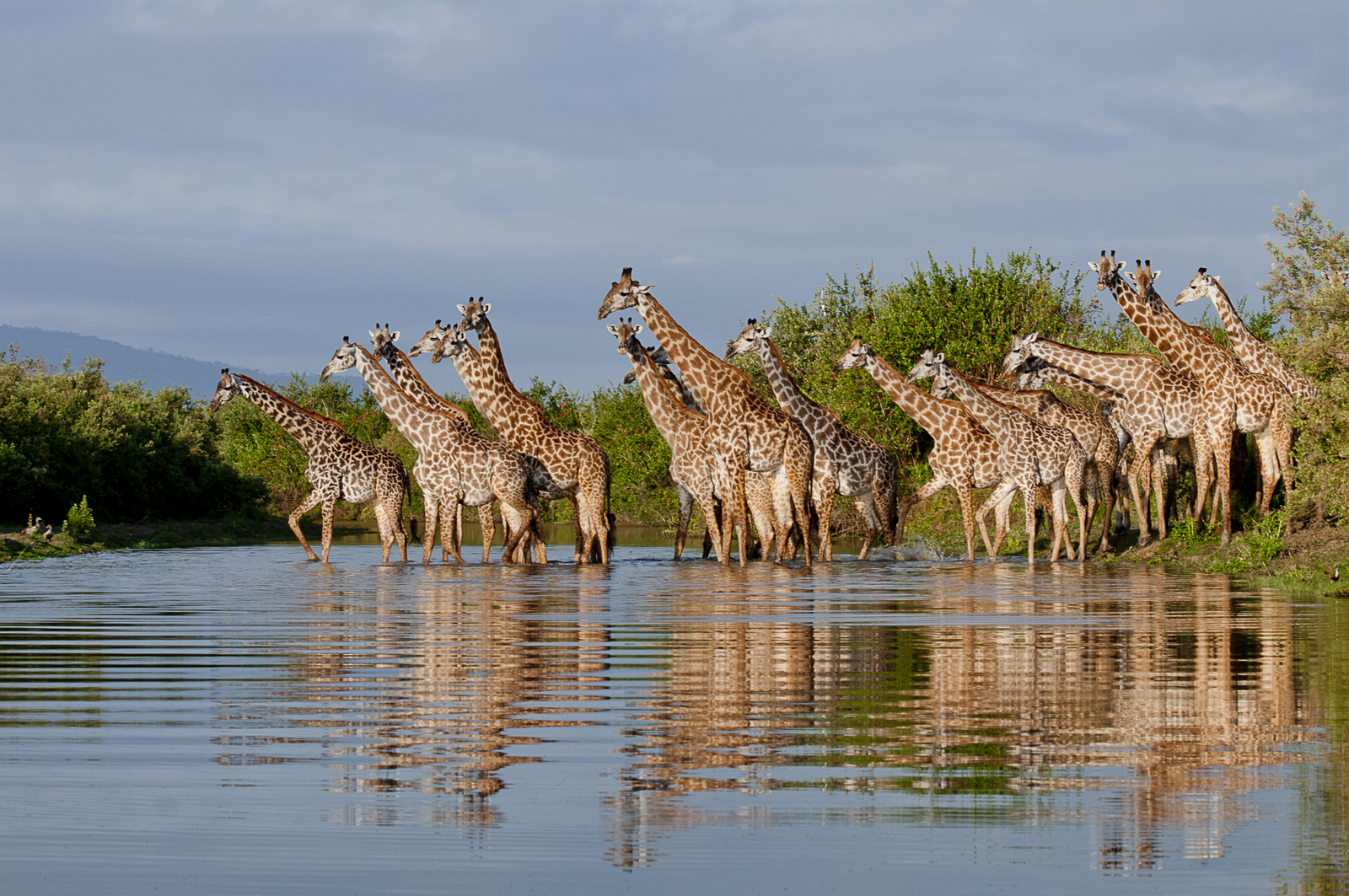 Roho ya Selous Camp Roho ya Selous Camp: Giraffen im Fluss