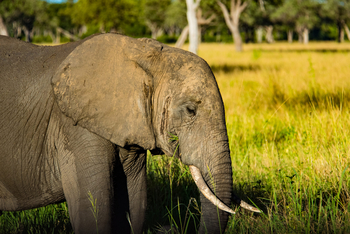 Roots and Journeys: Junger Elefant