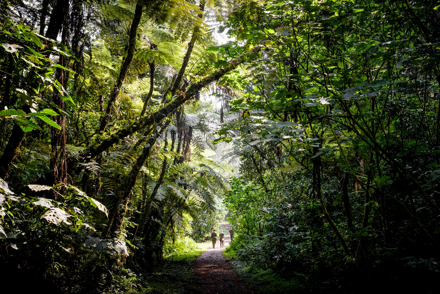 Sanctuary Gorilla Forest Camp