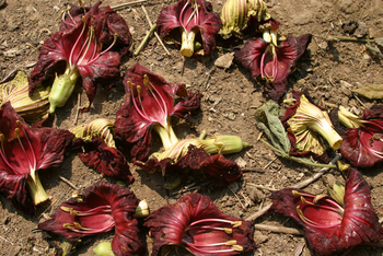 Sausage Tree Camp: Sausauge-Tree-Blüten