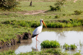 Serengeti Bushtops: Nimmersattstorch