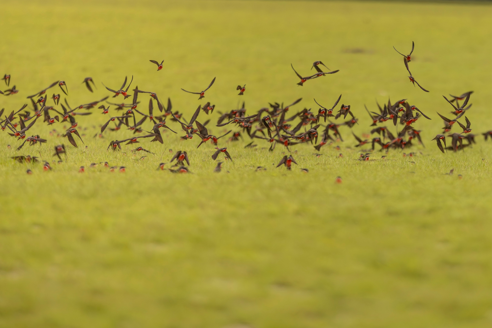 Sette Cama Eco Camp Sette Cama Eco Camp: Rosenspint Rosy Bee-Eater