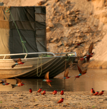 Shenton Safaris: Carmine Bee-Eater Hide