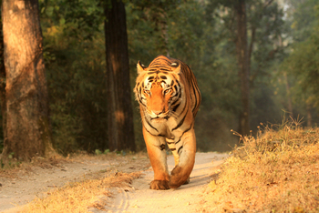 Singinawa Jungle Lodge: Tiger auf Pirsch
